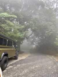 Tea, Mist, and Magic: A Perfect Morning in Cameron Highlands
