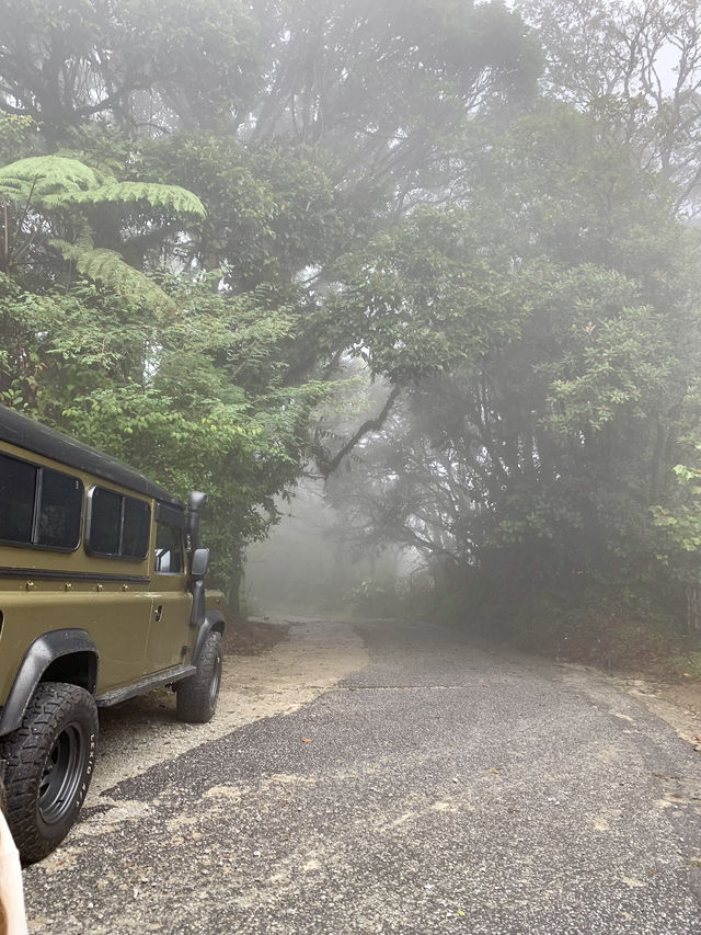 Tea, Mist, and Magic: A Perfect Morning in Cameron Highlands