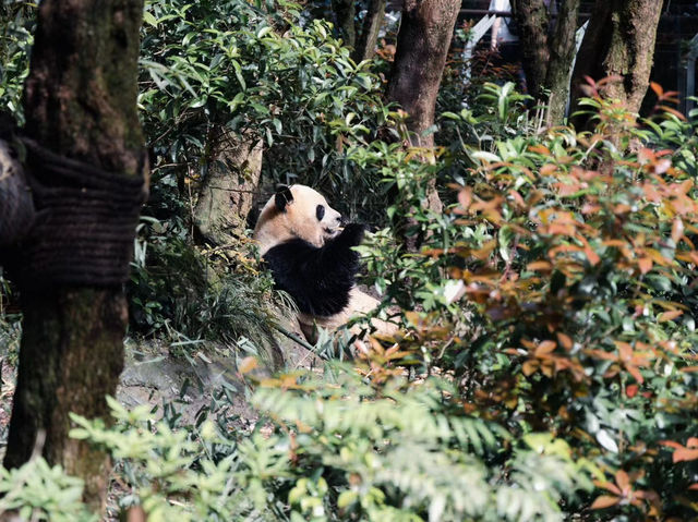 Panda Valley Bliss🐼  