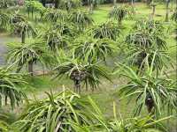 Dragon Fruit Eco Farm