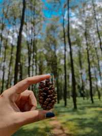 ธรรมชาติโอบกอดที่สวนสนแม่แตง🌲