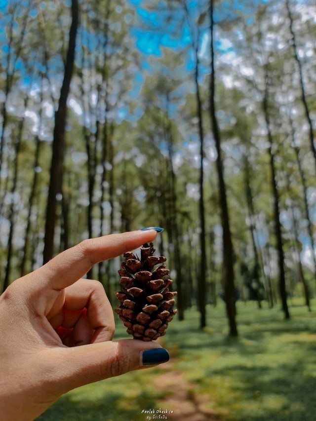 ธรรมชาติโอบกอดที่สวนสนแม่แตง🌲