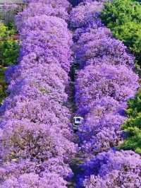 Flower Bloom