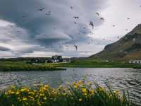 Wild Iceland Viewspot with Penguins
