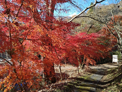 360度真っ赤に染まる🔥花貫渓谷 | Trip.com 高萩