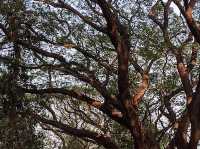 Sanjay Gandhi National Park