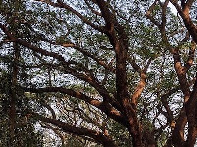 Sanjay Gandhi National Park