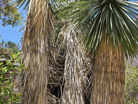 University of California Botanical Garden
