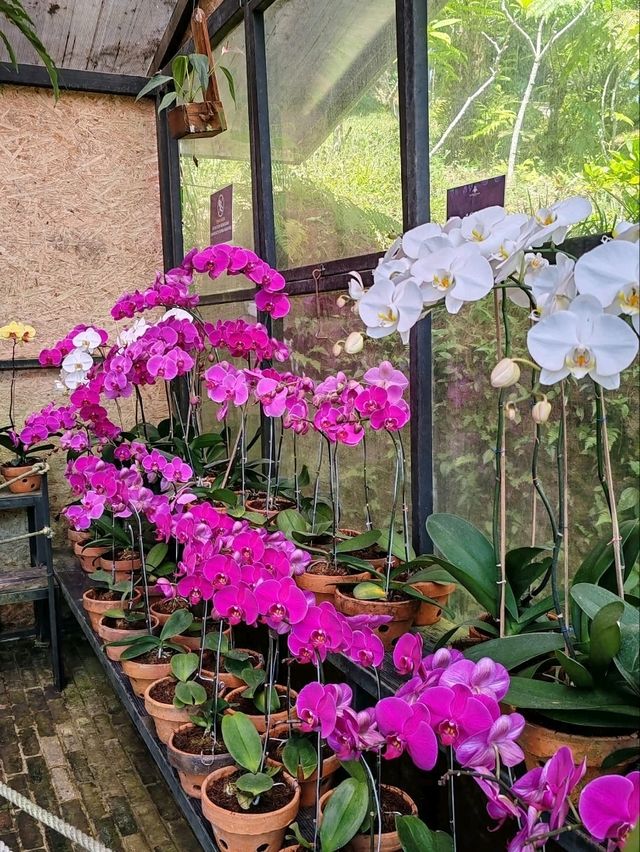 Orchid Forest Cikole: A Blend of Orchids and Cool Pine Woods Orchid Forest Cikole: A Blend of Orchids and Cool Pine Woods