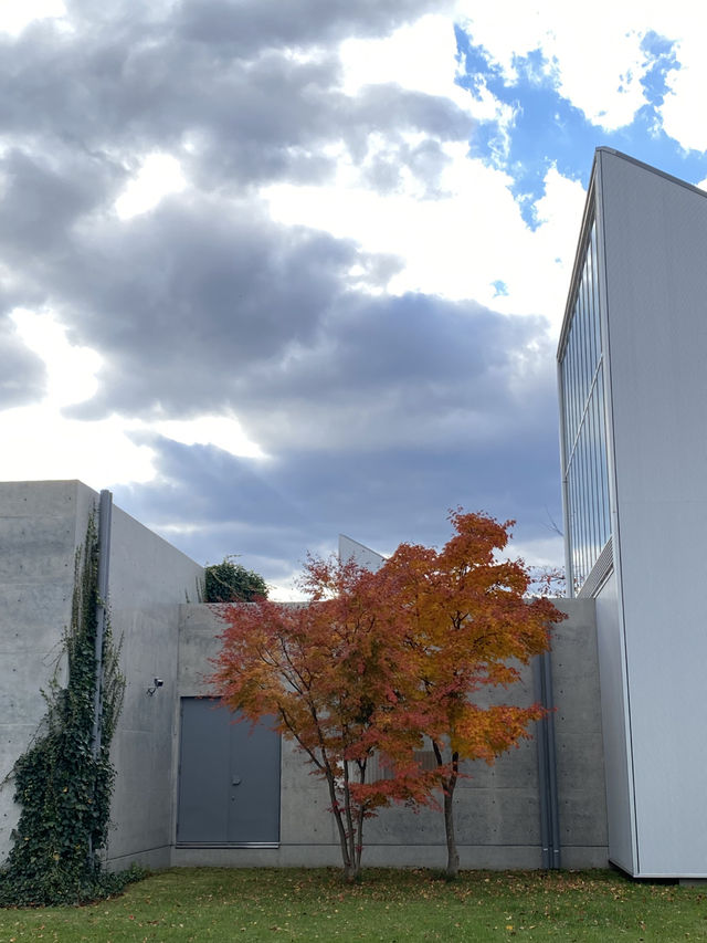 十和田：千萬不可錯過安藤忠雄」設計的市民圖書館