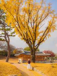 숨은 은행나무 맛집 진주성🤍