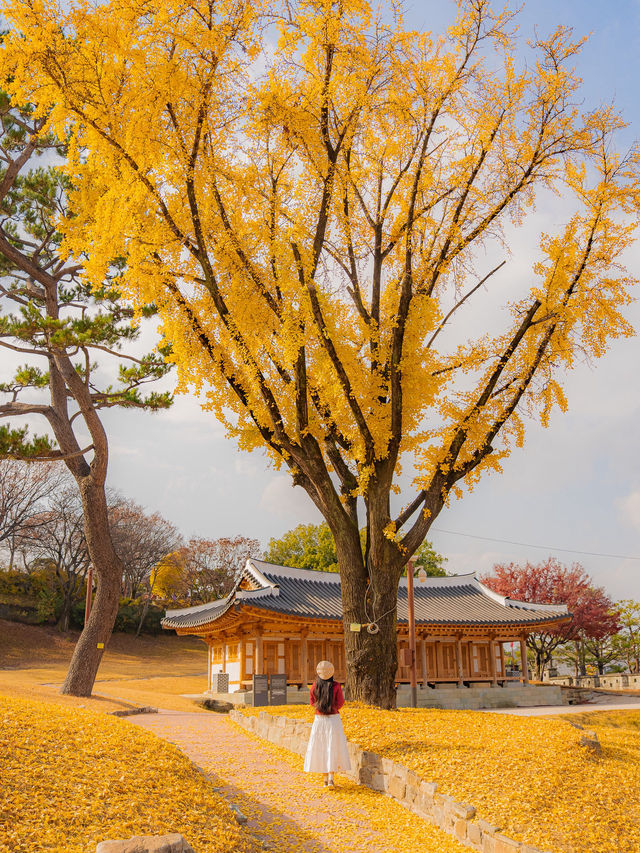 숨은 은행나무 맛집 진주성🤍 숨은 은행나무 맛집 진주성🤍