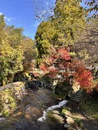 白川水源的清甜讓我懷疑人生——秋天喝到真正“活著的水”✨💧 ——舀湧泉倒進瓶子直接喝,乾淨到不科學;連用這裡的水做的醬油都香得太誇張