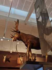 🎨🏛️ Royal Albert Memorial Museum and Art Gallery — Exeter’s Cultural Treasure