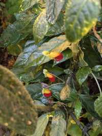 🌿 A Calm, Green Escape at Botanisk Have