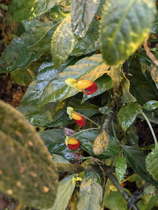 🌿 A Calm, Green Escape at Botanisk Have 🌿 A Calm, Green Escape at Botanisk Have