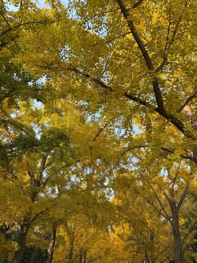 Under the Ginkgos of Di Tan