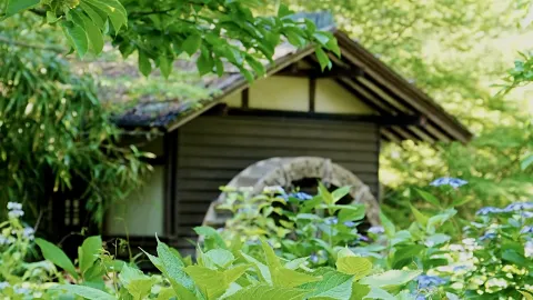 A beautiful harmony of historic buildings and hydrangeas. — traveler post in Fuchu