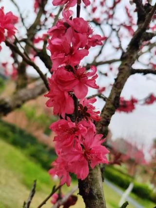 Beautiful scenery is like life’s little treat—where the breeze is soft, the views are clear, and the heart is full; the sweetness of the journey washes away all fatigue, starting with child-friendly care.