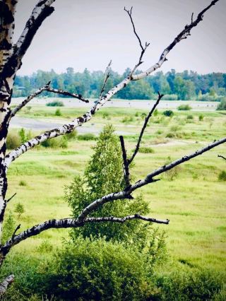 . 印度 泰米尔纳德邦 科代卡纳尔 Pillar Rocks 苔藓云雾森林漫步。