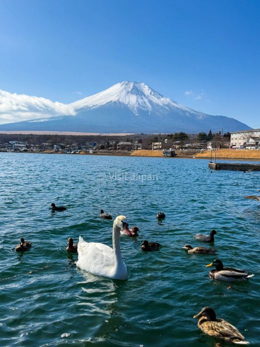 今日のミッション：山中湖のほとりで白鳥ウォッチング🦢🗻 | Trip.com