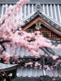 Xiangji Temple covered with cherry blossoms 🌸