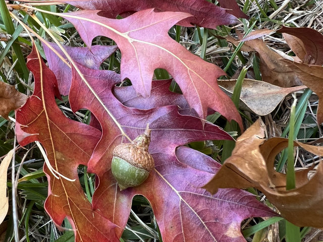 Adelaide 紅葉🍁秘景