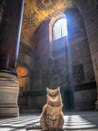 Istanbul Cats Rule the City: 5 Furry Facts You’ll Love 😻