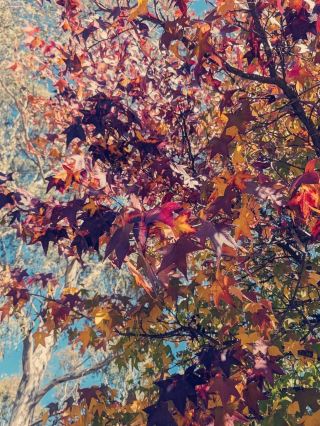 Heathcote Magic💫

Left bright and early to chase that epic sunrise over Heathcote—worth every lost hour of sleep, trust me! 🌅 Imagine: vibrant skies throwing shade (literally!) over a landscape that feels ripped out of your fave aesthetic Pinterest board. This view is an origami masterpiece IRL, and it’s hitting different.

Rolling into Heathcote (about 110km north of Melbourne, VIC), the town is serving major cozy autumn vibes. Nearby Castlemaine and those dreamy countryside scenes? Absolutely fire right now! 🍂 The trees are out here switching up from gold to bold reds—nature’s flex, full send.

Found a quiet pond just outside town (Lake Eppalock, only a 15-min drive!) and it’s a total zen zone. Ducks gliding like top-tier influencers, the whole place is peaceful AF. Seriously, it's main character energy all day.

Stick around for golden hour in the valley—sunset glow here is next level! Bring your camera or just vibe, because this magic will have your group chat popping with envy.

If you’re planning a visit:
· Heathcote Visitor Centre: 121 High St, Heathcote VIC 3523. Open daily 10am–4pm, for all the insider tips!
· Nearby Castlemaine’s Botanic Gardens: Check them down by Walker St, Castlemaine VIC 3450. Open sunrise to sunset, serving lush walks and autumn feels.
· Lake Eppalock: Access via Eppalock Rd—perfect spot for relaxing, picnics, duck watching, and those golden hour pics!

Get ready for autumn feels, nature’s epic glow up, and magic moments you’ll want to flex on your socials. Heathcote is next-level gorgeous right now!