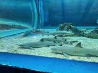 Manila Ocean Park 🐟