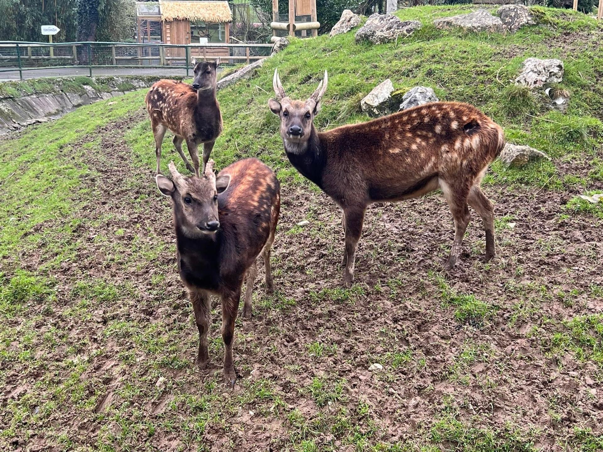 紐基動物園🦒🐘