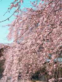 🌺 한국과학기술원 오리연못 🌸