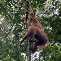A perfect day in North Sumatra Bukit Lawang Jungle with Orangotans