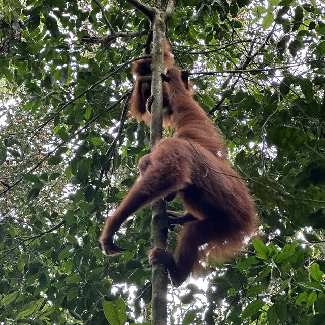 A perfect day in North Sumatra Bukit Lawang Jungle with Orangotans