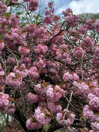 【瑞士的花季：櫻花、梅花齊齊開花！】