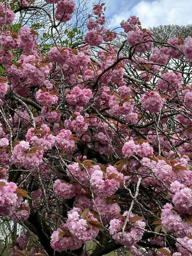 【瑞士的花季：櫻花、梅花齊齊開花！】