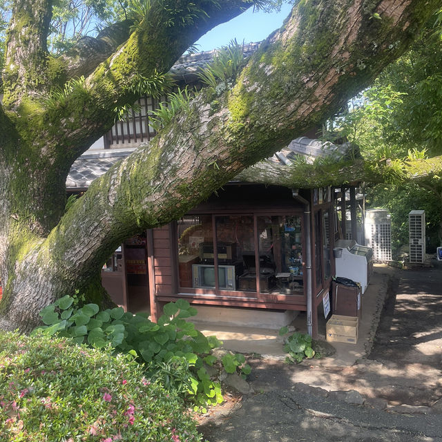Nokonoshima island 💗