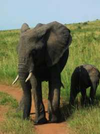 Masai mara national park