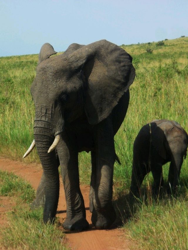 Masai mara national park