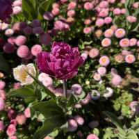 Spring into Bloom