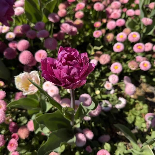 Spring into Bloom
