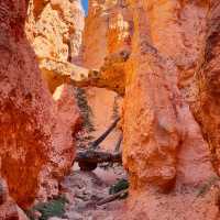 🌄 Bryce Canyon National Park: A Red Rock Dreamscape!