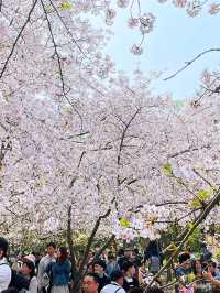 Wuxi’s Cherry Blossom Forest – What a Find!!