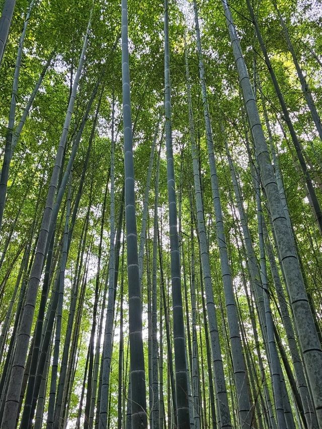 Kyoto: Where Tradition Breathes