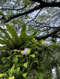 🌿 Malé Parks – Green Escape in the Heart of the Maldives 🌴✨