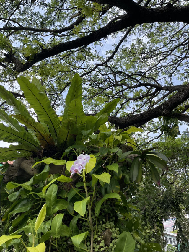 🌿 Malé Parks – Green Escape in the Heart of the Maldives 🌴✨