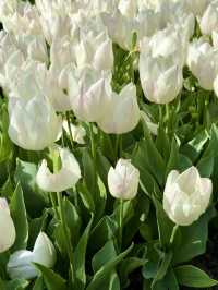 ๐ธ Tulips and Tranquility