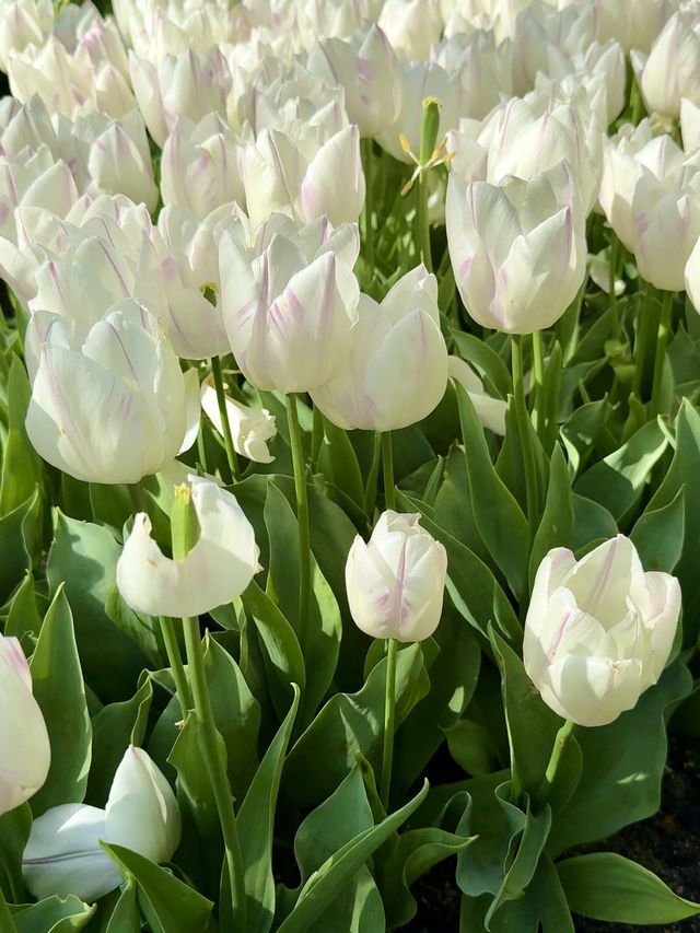 ๐ธ Tulips and Tranquility ๐ธ Tulips and Tranquility