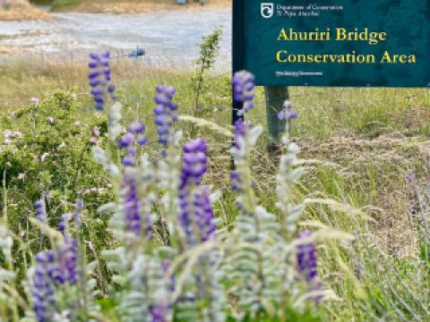 สัมผัสประสบการณ์ชมทุ่งดอกไม้ธรรมชาติอย่างใกล้ชิด 🌸 เขตอนุรักษ์ธรรมชาติสะพานอาฮูริริ