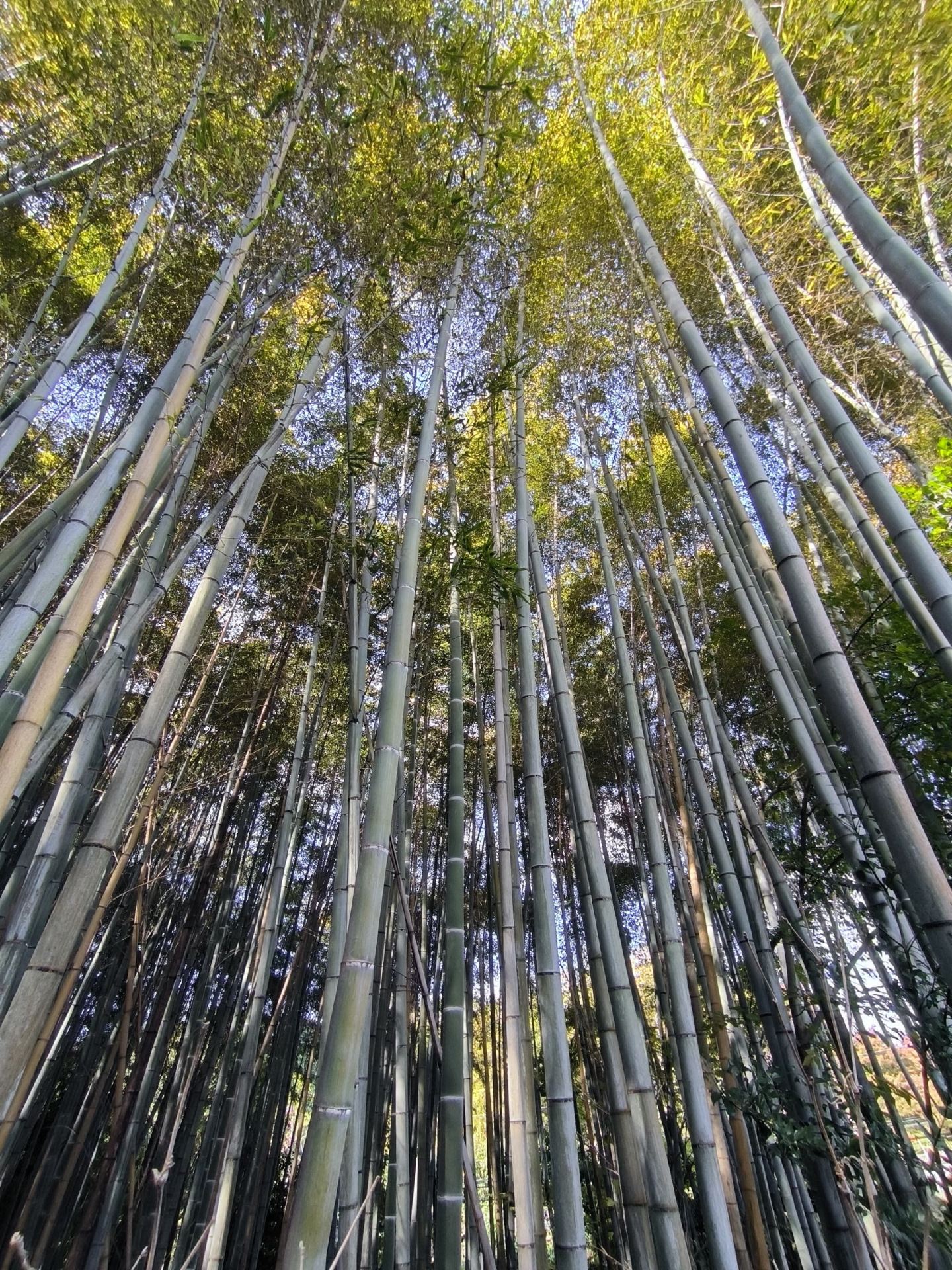 🌿🎋 THE INCREDIBLE ARASIYAMA BAMBOO FOREST: Kyoto's Green Heart 🎋🌿